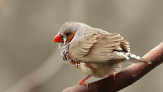 A stunning male zebra finch perched gracefully on a branch,showcasing its vibrant colors and captivating beauty.