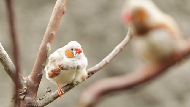 Stunning image showcasing a male zebra finch bird in sharp focus,with a beautiful female zebra finch bird softly blurred in the background.