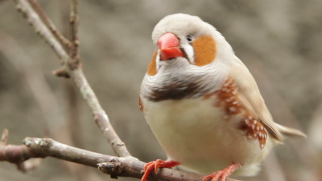 A close-up of a zebra finch preening on a bare branch in a leafless woodland, its orange cheek patches, red beak and white-and-brown plumage against a blurred background.