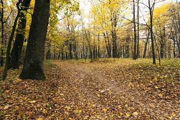 road through the forest 