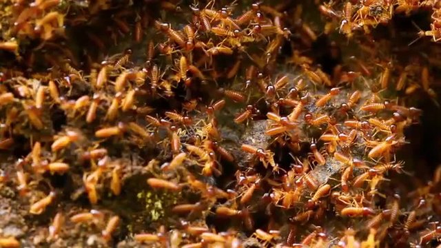 A dense colony of light-brown termites crawls over damp, decaying wood and soil, the close-up capturing their constant motion in the Ecuadorian Amazon rainforest.