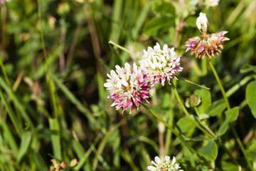 clover flower, summer 