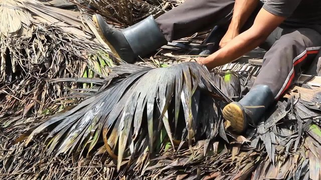 A worker in rubber boots sits amid a pile of dried palm fronds, sorting and bundling them for traditional thatch roofing under bright sunlight in the Ecuadorian Amazon.