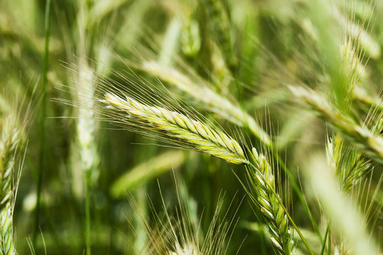 immature cereals ,  wheat