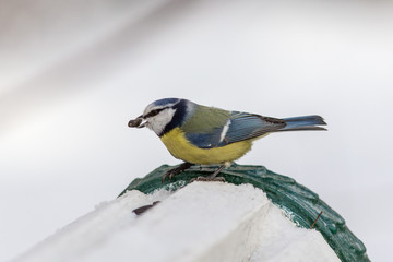 Obraz premium bluetit with seed