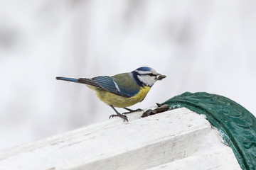blue tit in profile