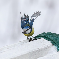 wings of blue tit