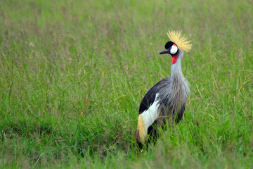Grey crowned crane, Maasai Mara Game Reserve, Kenya