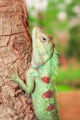 Chameleon on the tree