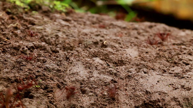 Experience the mesmerizing sight and sound of leaf cutter ants in the Ecuadorian Amazonia with this captivating low angle view.