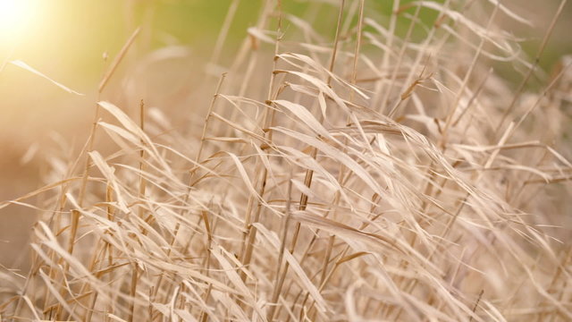 Beautiful long grass moving in wind. Meadow grass background.