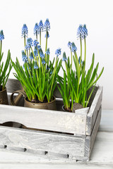 Fototapeta premium Blue muscari flowers (Grape hyacinth) in wooden box