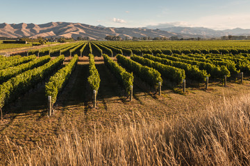 vineyard in Marlborough, New Zealand