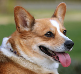 Corgi Dog - red close up