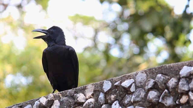 Crow on trone wall with bokeh of leaf background