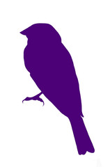 Fototapeta premium Finch Silhouette- purple