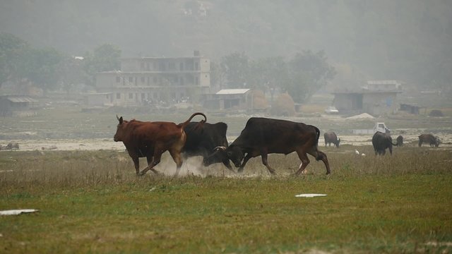 Butting bulls in Nepal