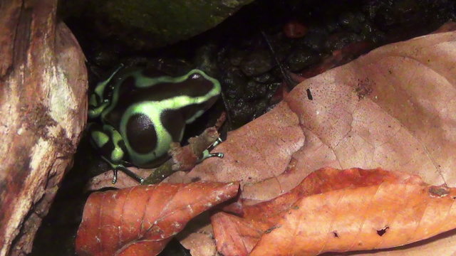 Green and Black Poison Arrow frog (Dendrobates Auratus)