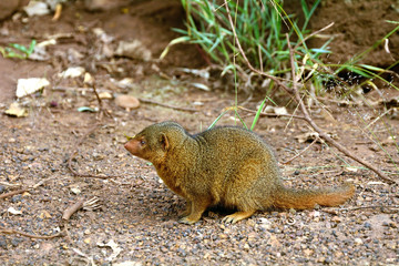 Dwarf mongoose, Maasai Mara Game Reserve, Kenya