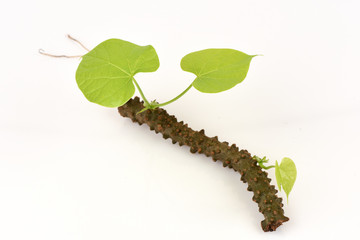 heart leaf moonseed herb for healthy, Tinospora cordifolia (Willd)., Menispermaceae