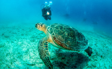Sea Turtle