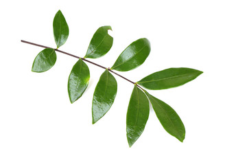 Fototapeta premium Tongkat Ali (Eurycoma longifolia jack) Leaves, Medicinal herbs Thailand.