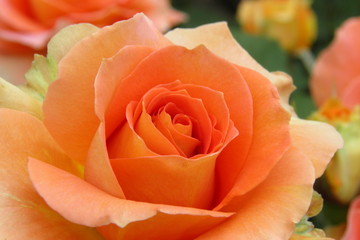 オレンジの薔薇