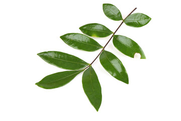 Tongkat Ali (Eurycoma longifolia jack) Leaves, Medicinal herbs Thailand.