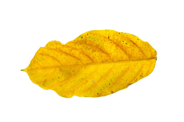 Yellow leaves on white background.