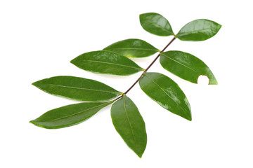 Tongkat Ali (Eurycoma longifolia jack)Leaves, Medicinal herbs Thailand.