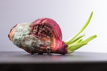 Moldy onions with green sprouts. Never give up
