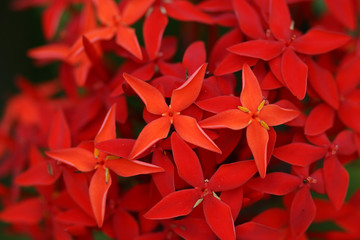 Closeup red flower, Indian Jasmine.