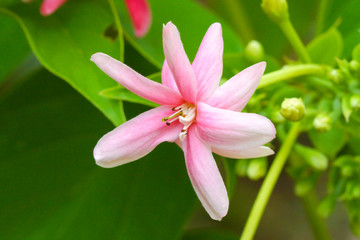Rangoon creeper flower