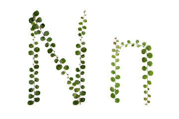 Alphabet font  "N" from  climber leaf, ivy leaf, green leaf on isolated.