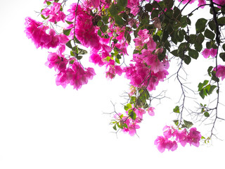 Pink Bougainvillea flower - obrazy, fototapety, plakaty