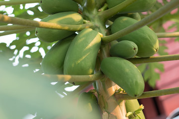 Papaya tree