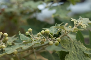 Eggplant in Northen Thailand