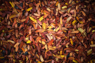 Dry tamarind leaves on the ground