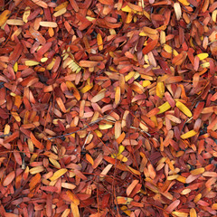 Dry tamarind leaves on the ground