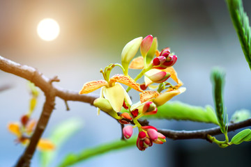 Flowers and tamarind is on the tree
