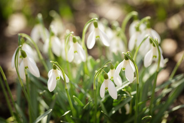 white snowdrops flowers in sunny morning, springtime photo shallow focus