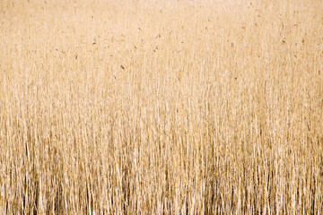 Closeup common reeds