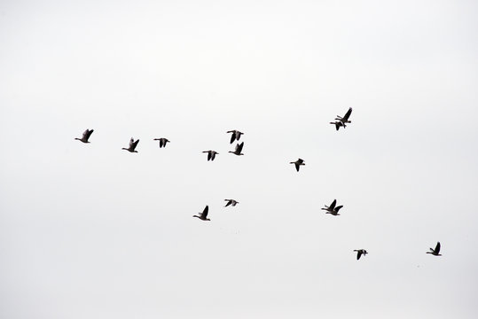 Flock of wild geese
