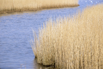 Closeup common reeds