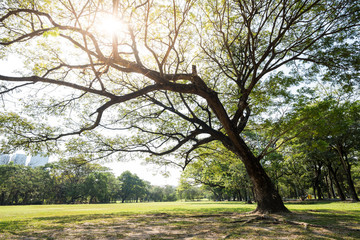 Obraz premium Big tree in the park