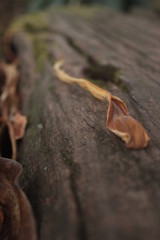 Dried Leaf Macro and Moss