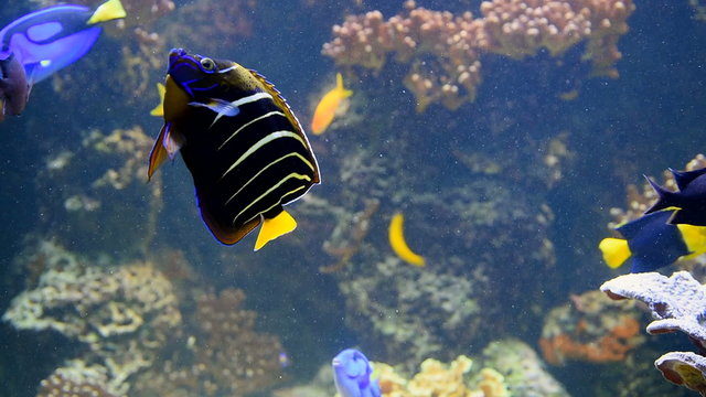 Exotic Deep See Fish In Aquarium