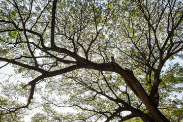branches of tree over head