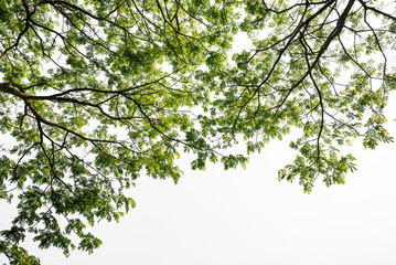 green tree branch isolated