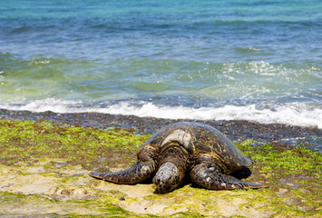 TURTLE